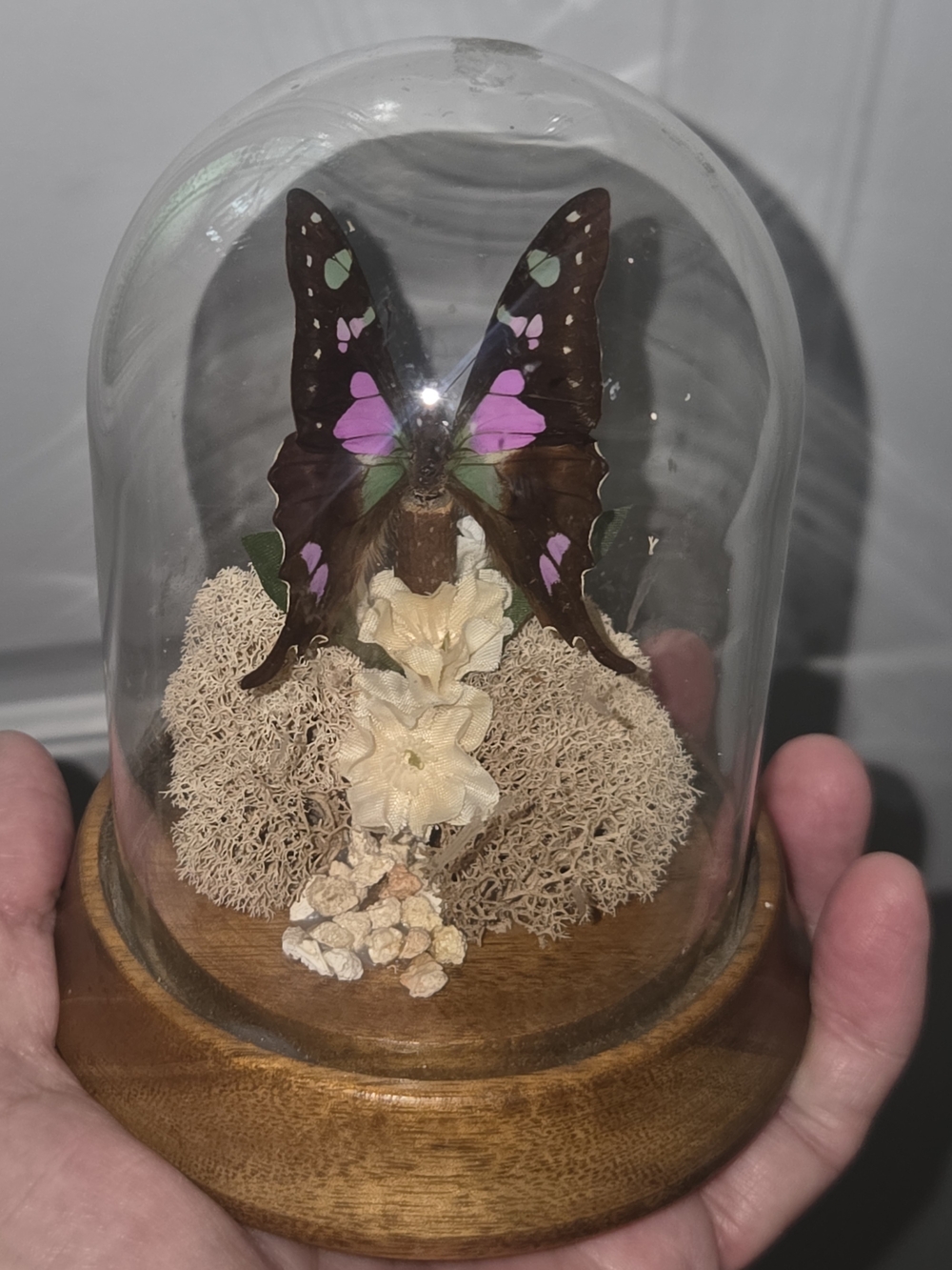 Real Graphium Weiskei Purple Butterfly Taxidermy Dome Vintage Oddities B1O